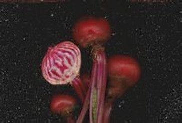 _____ Album Review:  Dixieghost’s “Wine and Spirits”