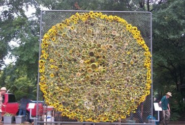 Labor Day Sunflower Project blossoms in 5th year downtown