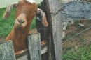 Local Spotlight: Smoking Goat Farms