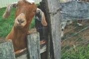 Local Spotlight: Smoking Goat Farms