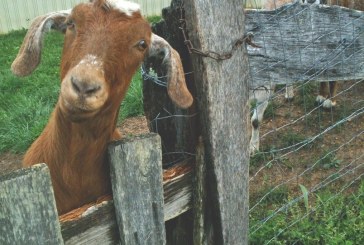 Local Spotlight: Smoking Goat Farms