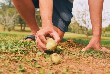 Crafty Corner II: Pawpaw