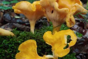 Crafty Corner V: Chanterelle Mushrooms