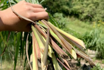 Crafty Corner VII: Lemongrass