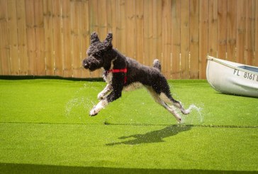 Knoxville’s newest social club is for the dogs